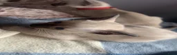 Siamese cats for sale: Stunning GCCF registered Siamese Kittens for sale - Advert 15