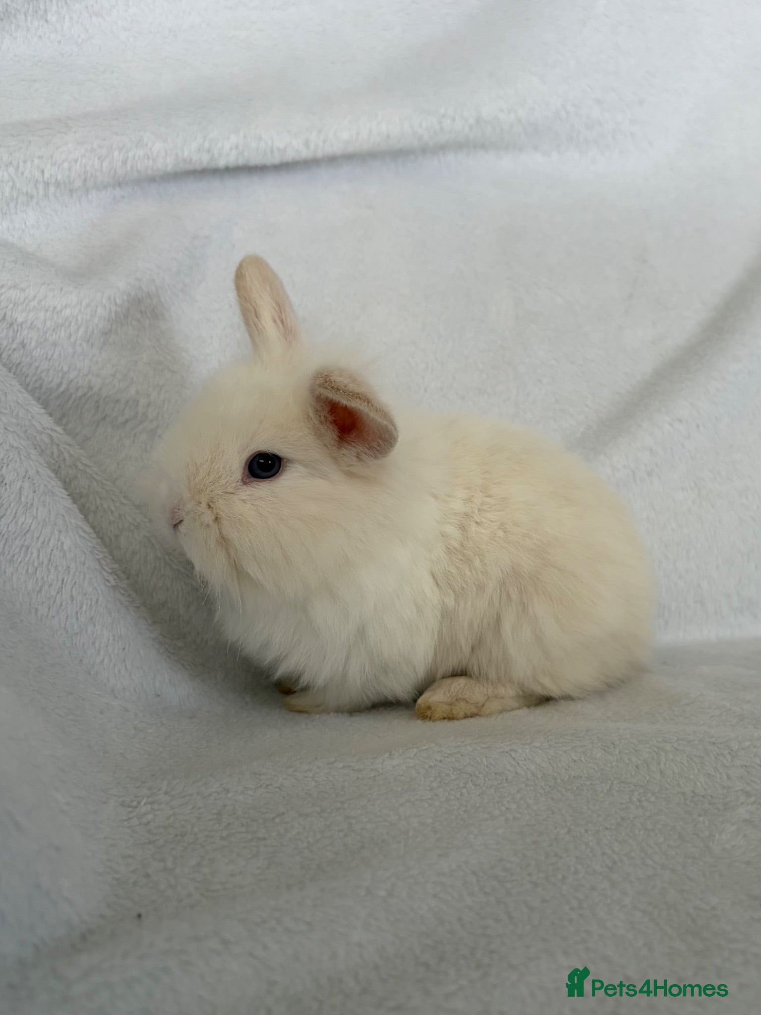 Mini Lop rabbits Beautiful mini lops **ready to reserve** - Advert 2