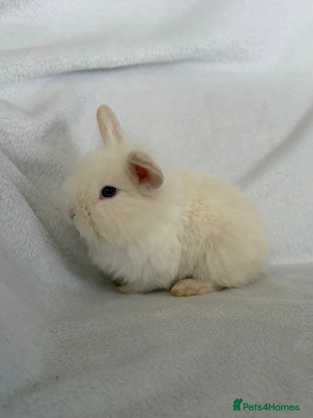 Mini Lop rabbits for sale: Beautiful mini lops **ready to reserve** - Advert 2