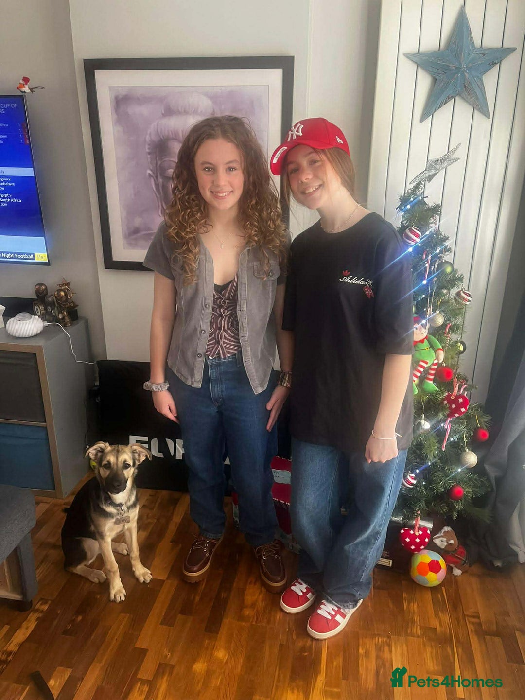 Mixed Breed dogs for adoption: LILY - gentle pup/friendly/good with kids/loving - Advert 5