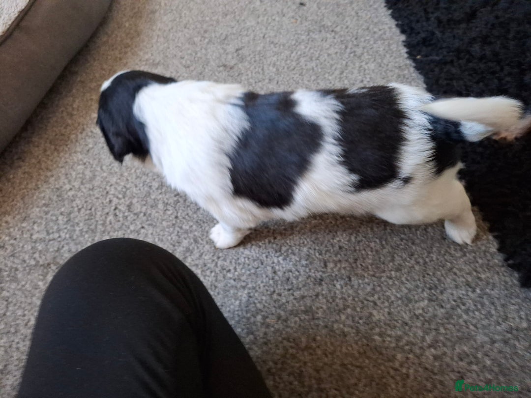 Sprollie dogs for sale: Sprollie  - Image 4