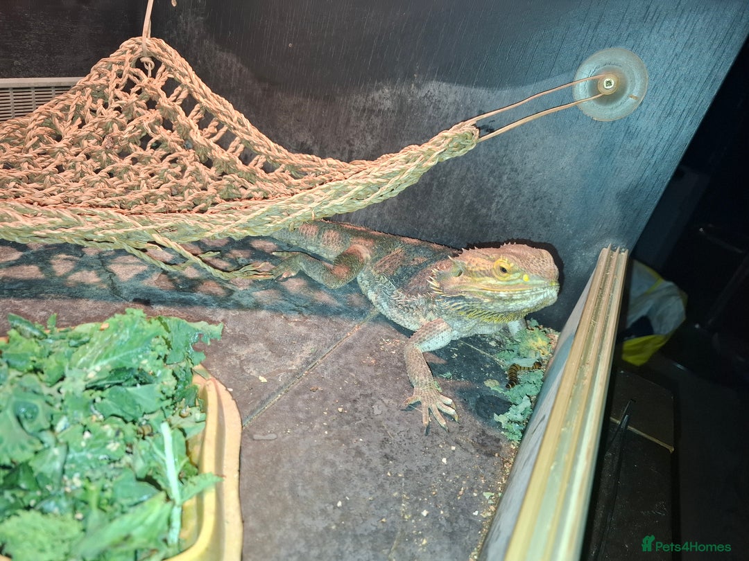 Bearded Dragon reptiles for sale: Bearded Dragon for sale £350 - Advert 3