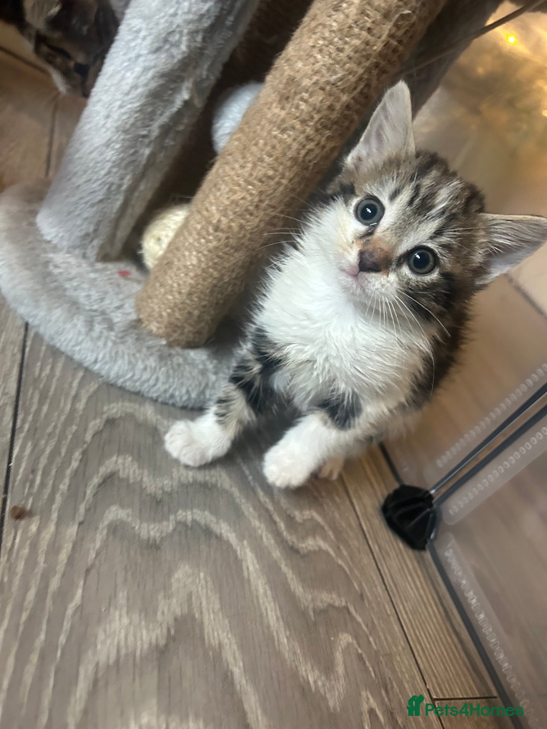Mixed Breed cats for sale: KITTENS - Advert 3
