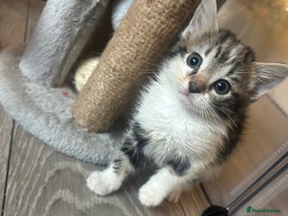 Mixed Breed cats KITTENS - Advert 16