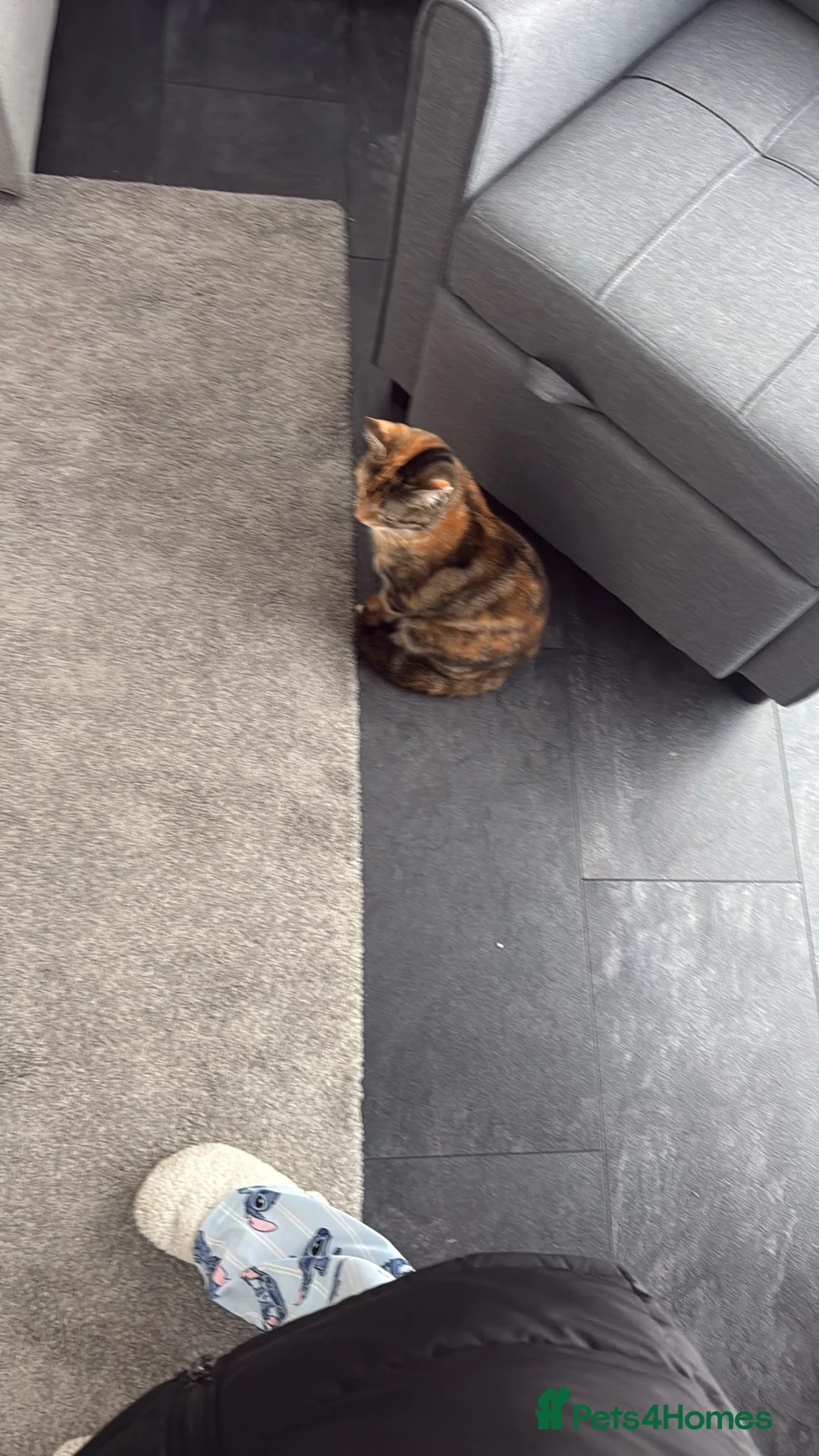 Mixed Breed cats for sale: 2 mixed litter  - Advert 1