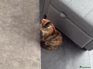 Mixed Breed cats 2 mixed litter - Advert 1