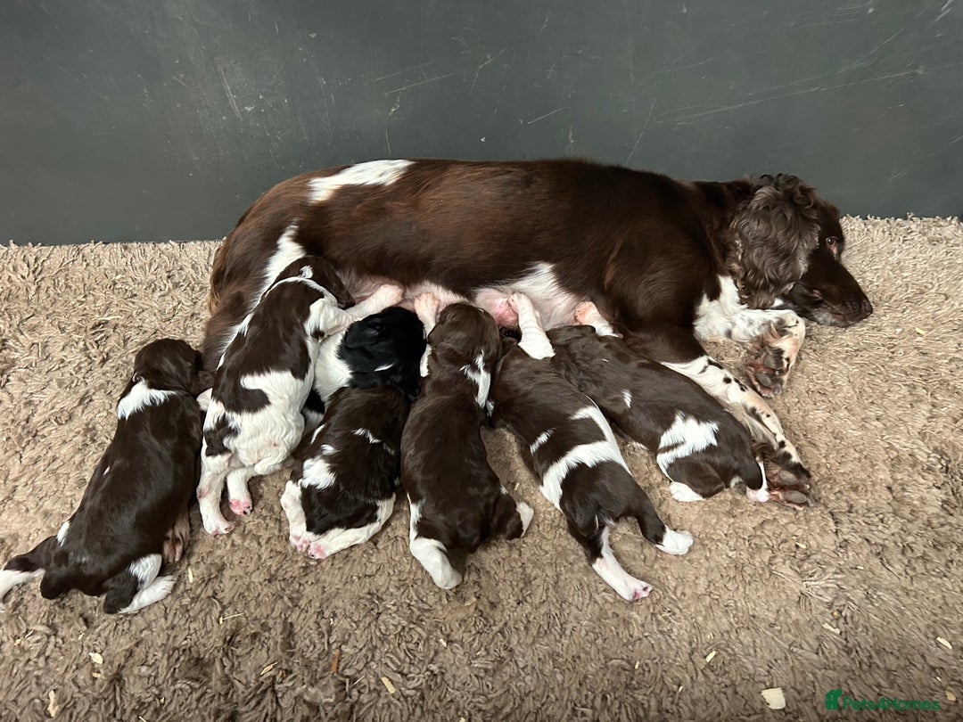 English Springer Spaniel dogs for sale: Springer spaniel puppies for sale  - Image 10