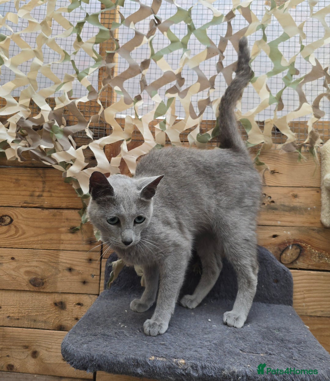 Russian Blue cats for stud: STUD ONLY Russian Blue Champion GCCF & TICA - Image 7