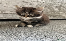 Domestic Shorthair cats for sale: 3 beautiful kittens!  - Image 4