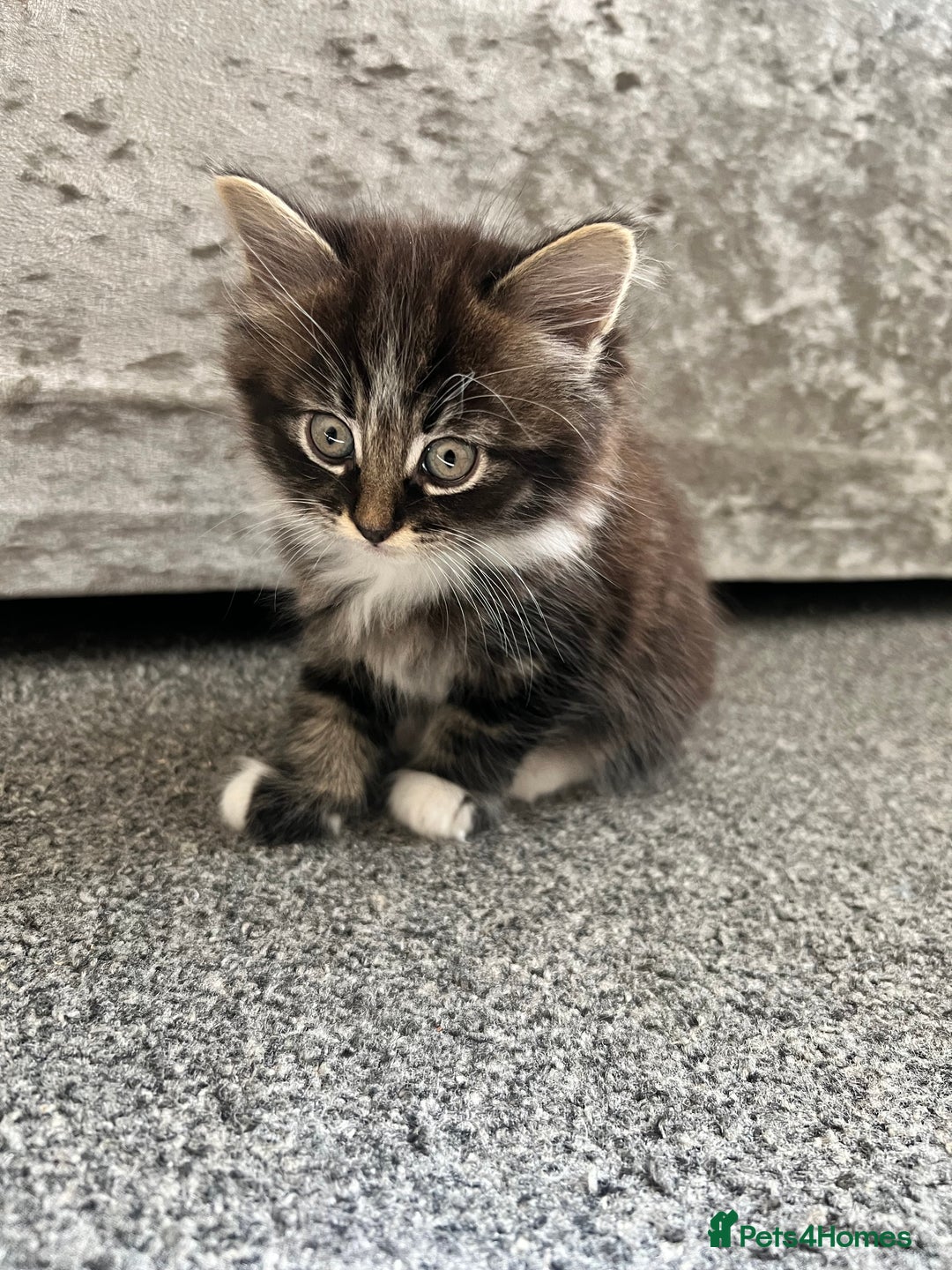 Domestic Shorthair cats for sale: 3 beautiful kittens!  - Image 4