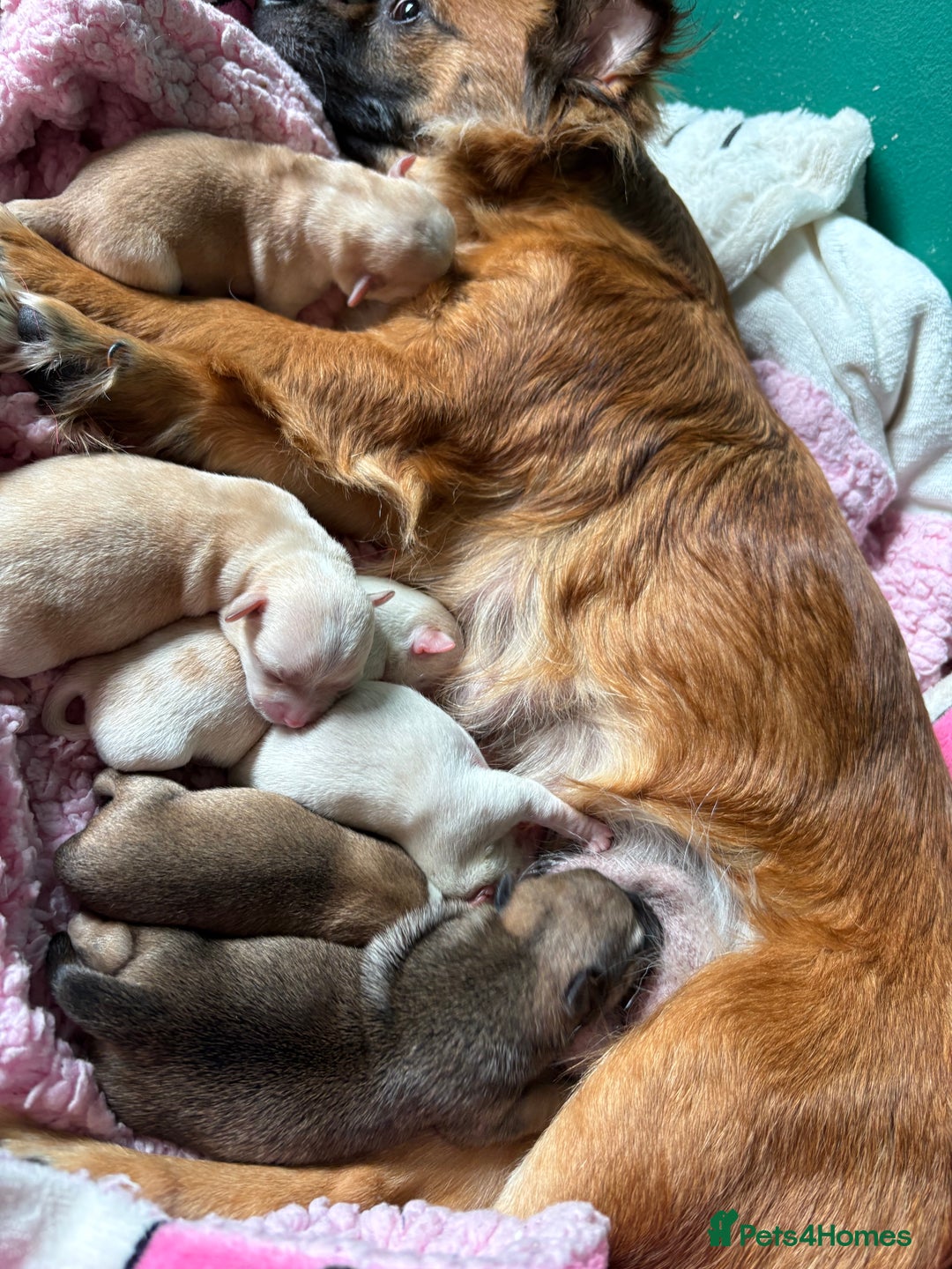Chug dogs for sale: Chihuahua/chug puppies - Image 13