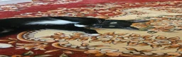 Mixed Breed cats for sale: Female microchiped and nuetud  - Advert 3