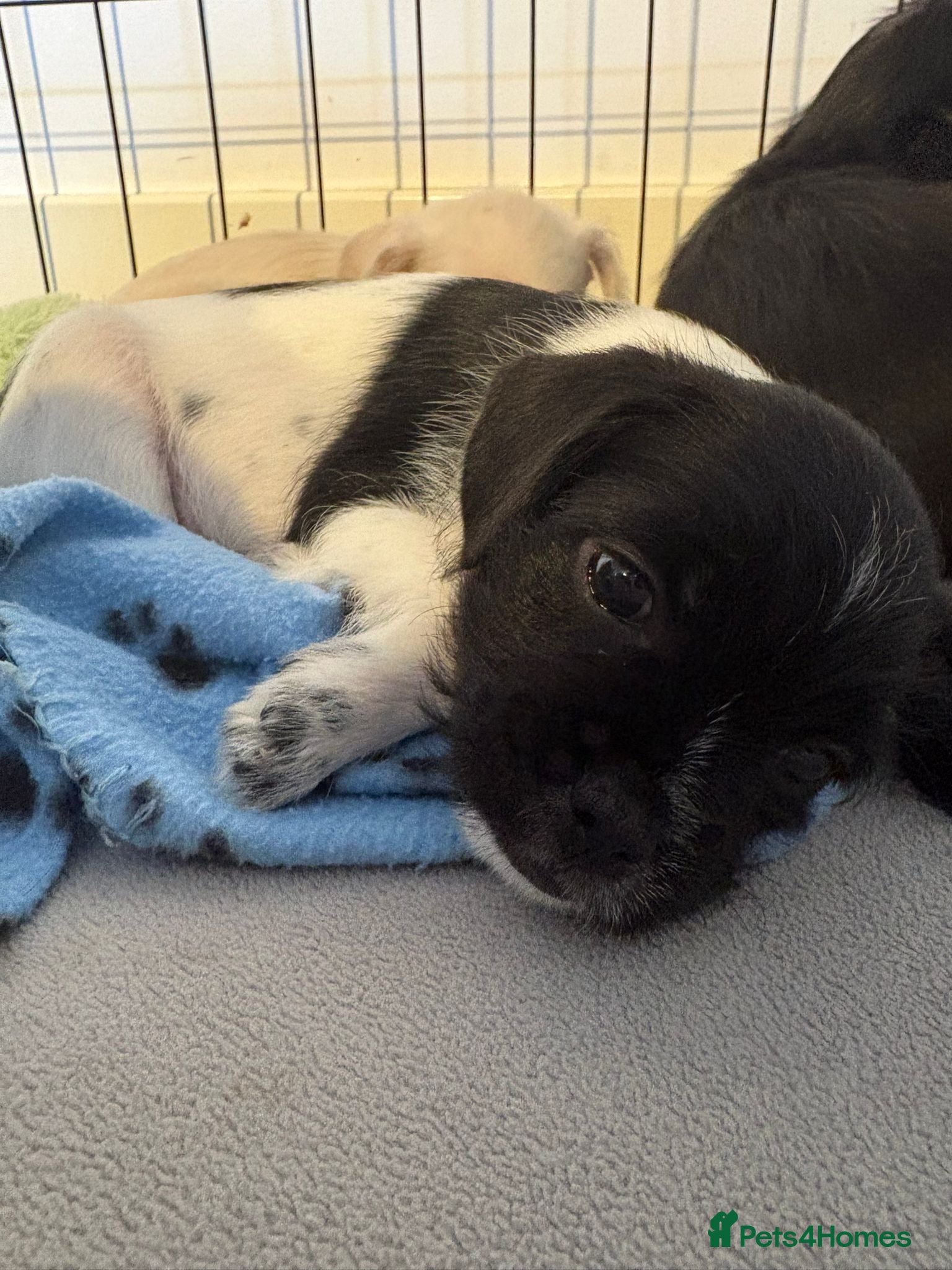 Mixed Breed dogs French bulldog hybrid **ready to go** - Advert 5