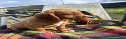 Cocker Spaniel dogs for sale: 2 cocker spaniels left and ready to go! in Crianlarich - Advert 4
