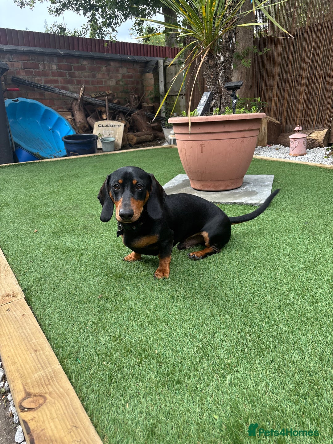 Dachshund dogs for stud: For stud June’s Legacy  - Advert 2