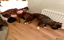 Boxer dogs for stud: Beautiful Dark Brindle Boxer|KC reg| Heart scored - Image 16