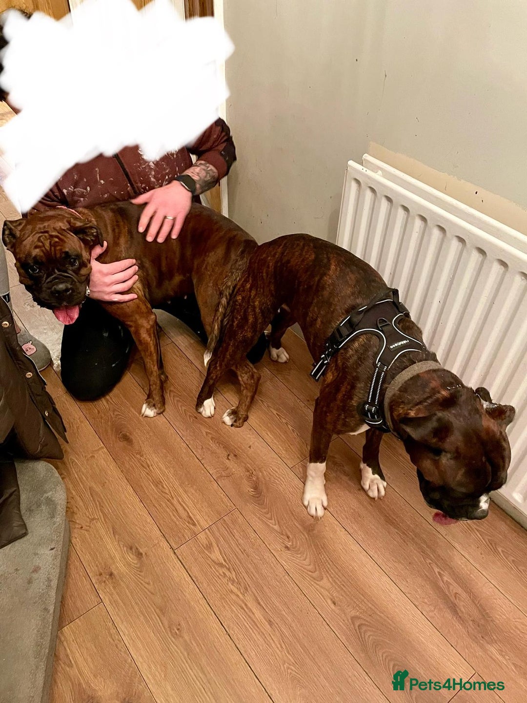 Boxer dogs for stud: Beautiful Dark Brindle Boxer|KC reg| Heart scored - Image 16