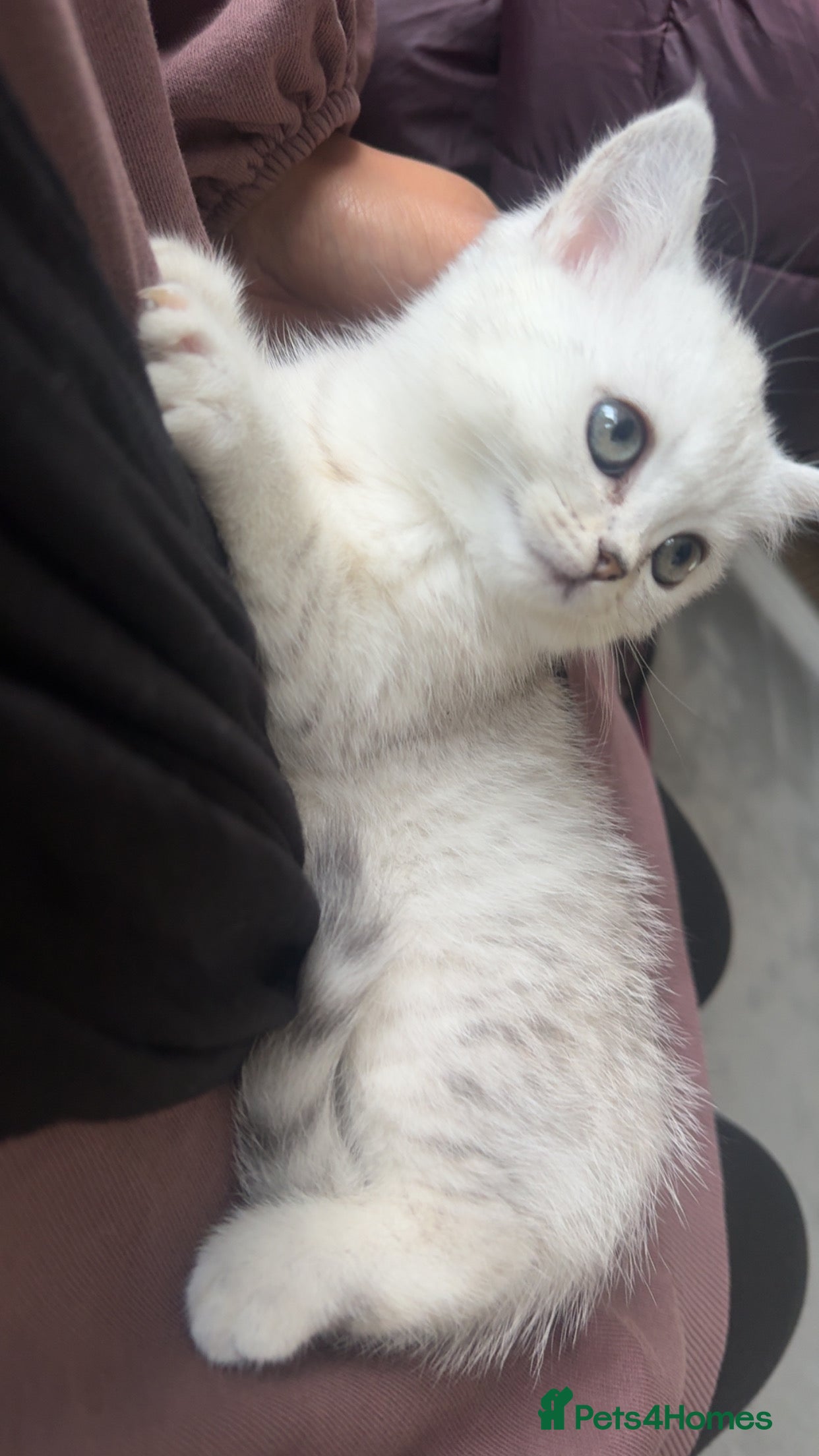 Persian cats  british shorthair silvertip and exotic persian - Advert 2
