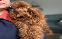 Toy Poodle dogs for sale: Asian toy poodle boy  - Image 3