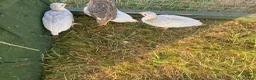 Guinea Fowl poultry for sale: Guinea fowl keets  - Advert 2