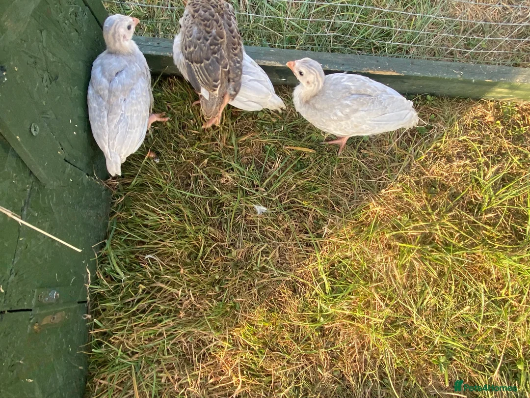Guinea Fowl poultry for sale: Guinea fowl keets  - Advert 2