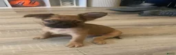 Mixed Breed dogs for sale: Frenchies x Pomeranian puppies - Advert 4