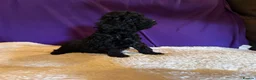 Toy Poodle dogs for sale: GORGEOUS Toy Poodles, DNA health tested parents  - Advert 32