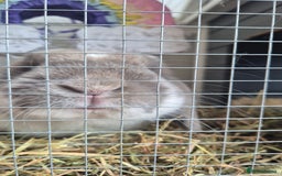 French Lop rabbits for sale: Male Lop - Image 3