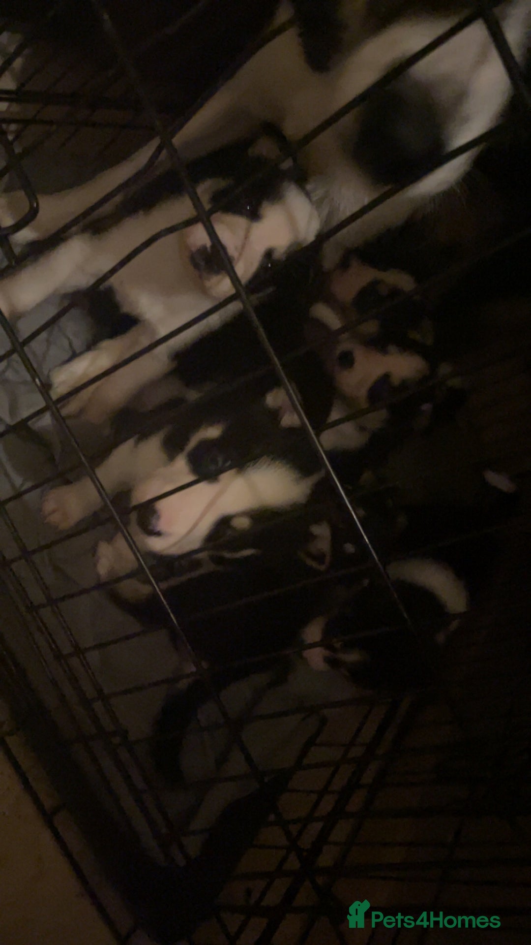 Mixed Breed dogs for sale: Puppies(husky dad-border collie mum) - Advert 7