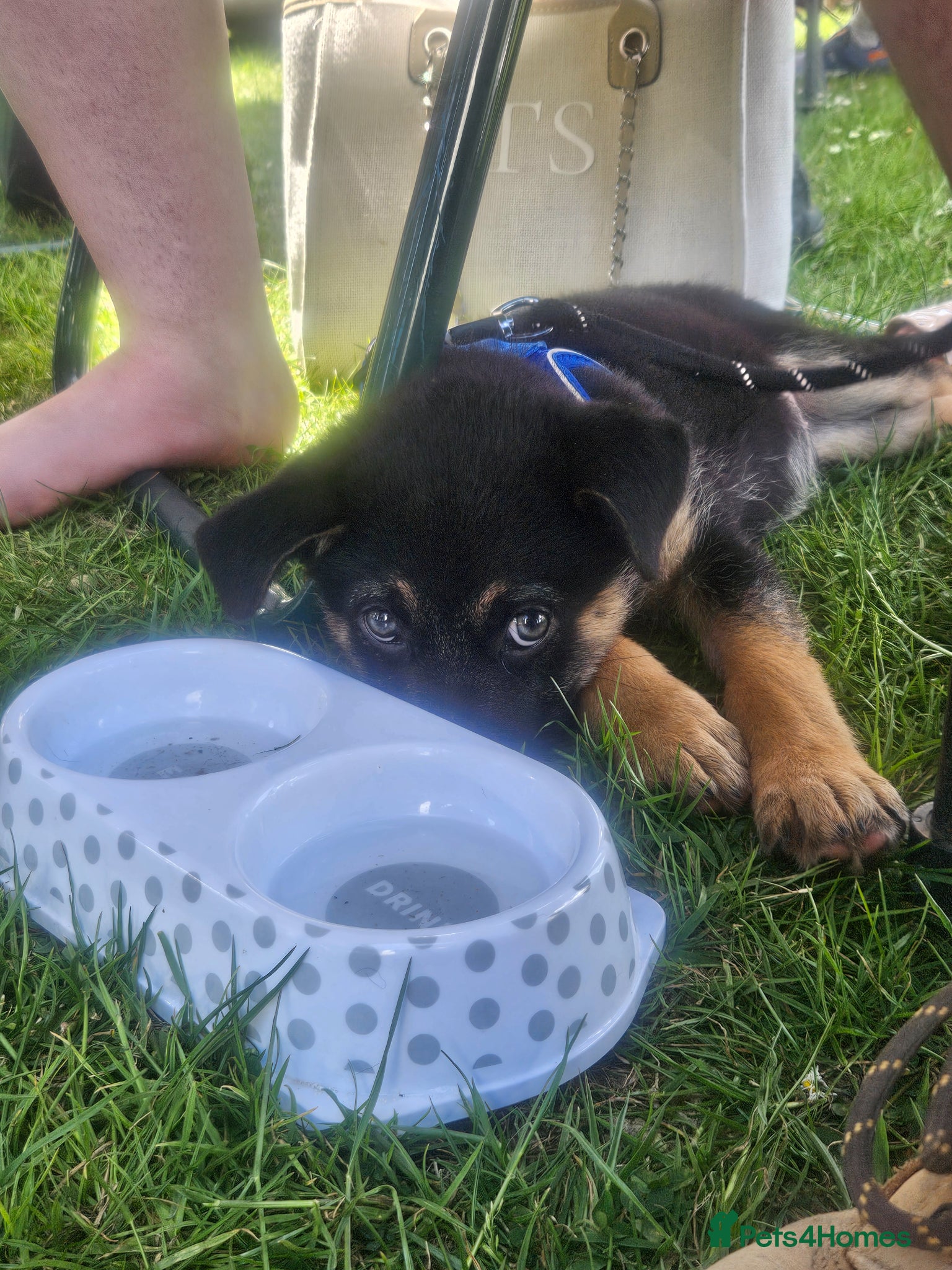 Mixed Breed dogs for sale: "Shug"  puppies last one 😍  - Advert 3