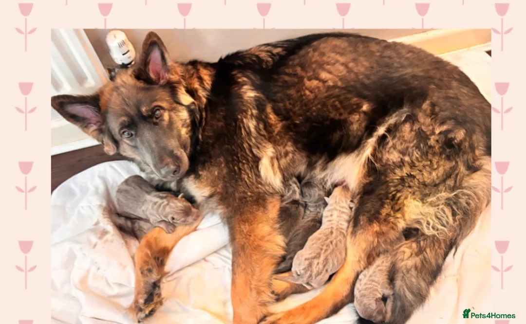 German Shepherd dogs for sale: ISABELLA & BLUE GSD PUPPIES *STUNNING* - Advert 4
