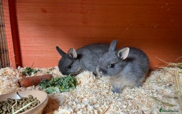 Netherland Dwarf rabbits for sale: Lilac Otter buck for sale  - Image 5