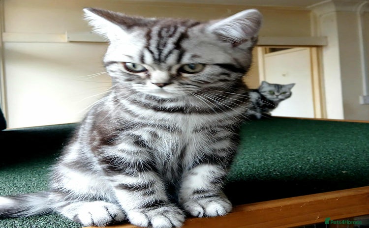 British Shorthair cats - Advert 4