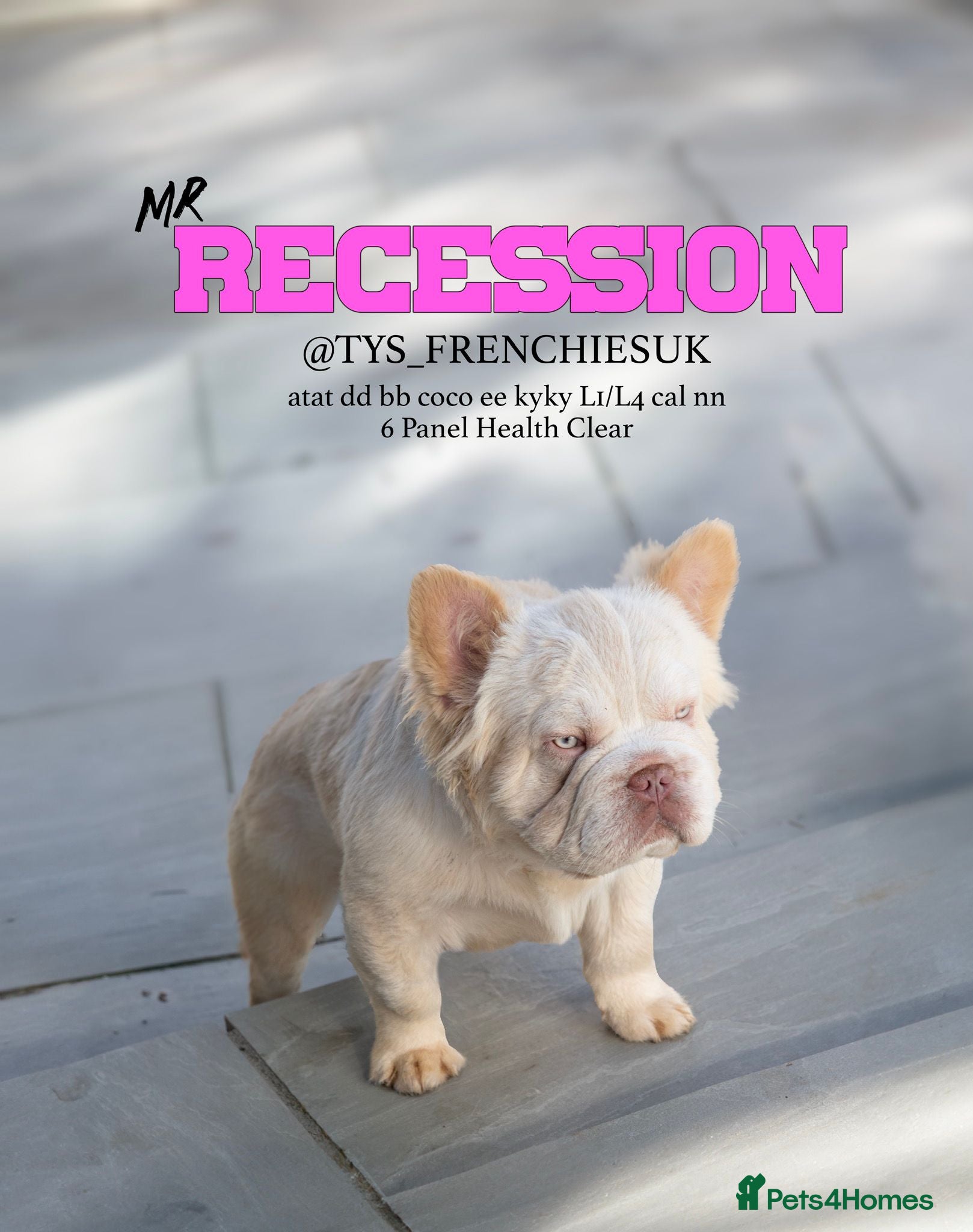 French Bulldog dogs FLUFFY FRENCHIE - Advert 2