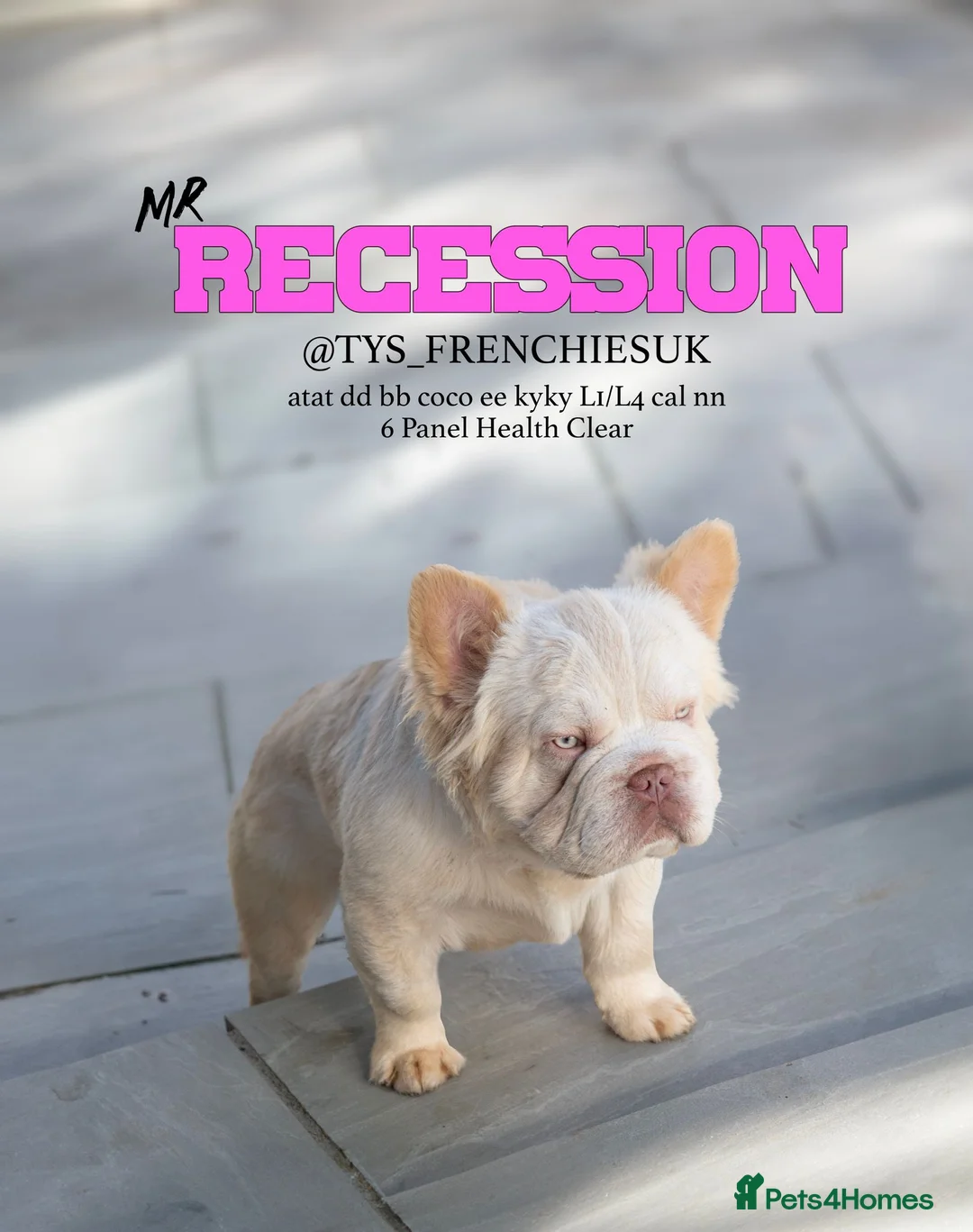 French Bulldog dogs for stud: FLUFFY FRENCHIE in Derby - Advert 1