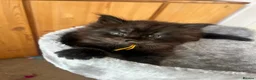 Maine Coon cats for sale: Black smoke girl in Nuneaton - Advert 7