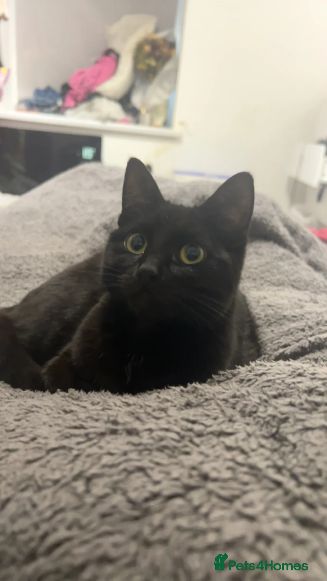 British Shorthair cats for sale: British Short hair, black, male kitten 8mo in Plymouth - Advert 1