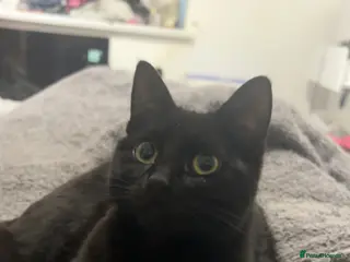 British Shorthair cats British Short hair, black, male kitten 8mo - Advert 1