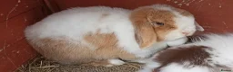 Mini Lop rabbits for sale: Beautiful adult female mini lop - Advert 2