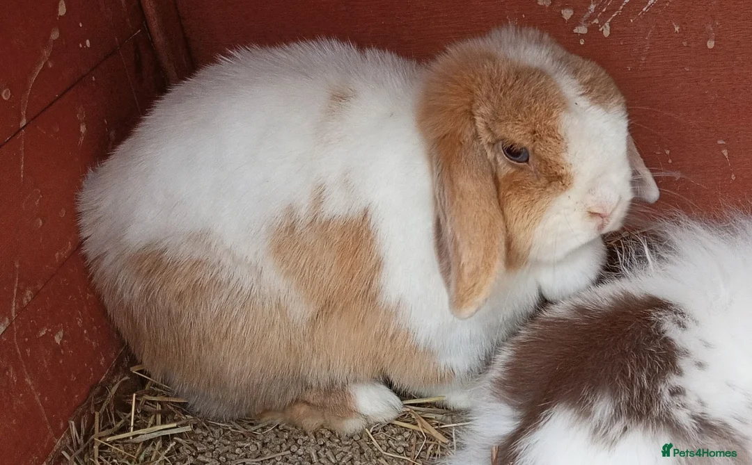 Mini Lop rabbits for sale: Beautiful adult female mini lop - Advert 2