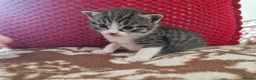 Mixed Breed cats for sale: Kitten  in Bracknell - Advert 7