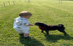 Pug dogs for sale: Beautiful Pug Puppies Male Female - Image 22