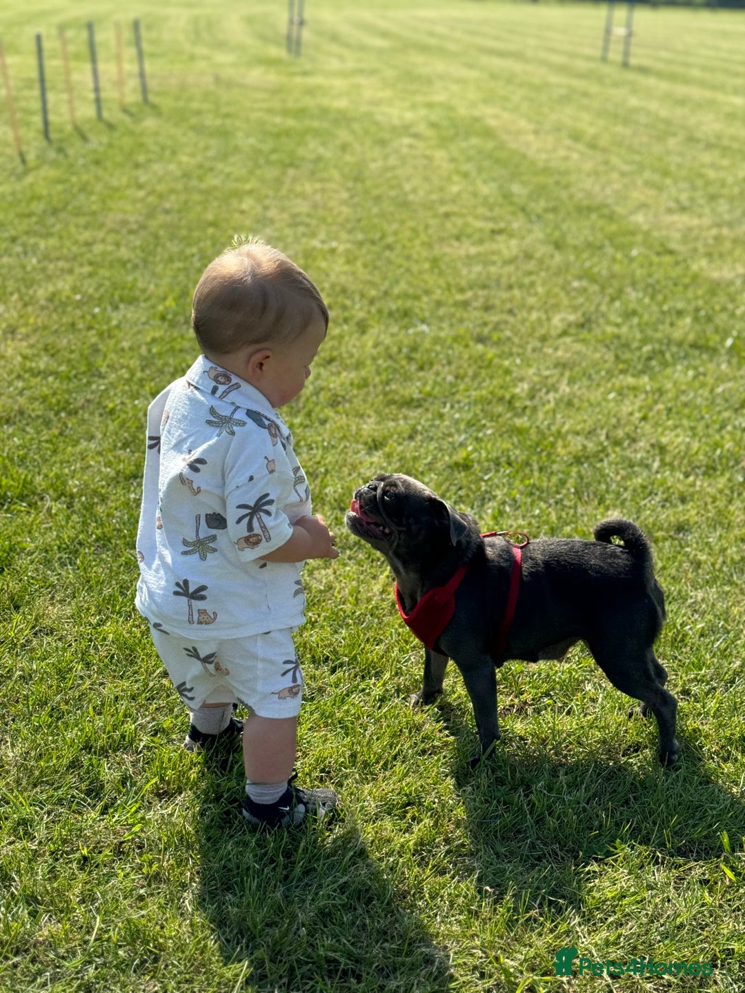Pug dogs for sale: Beautiful Pug Puppies Male Female - Image 22