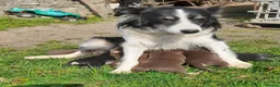 Mixed Breed dogs for sale: Collie × Kelpie pups near Cowbridge  - Advert 1