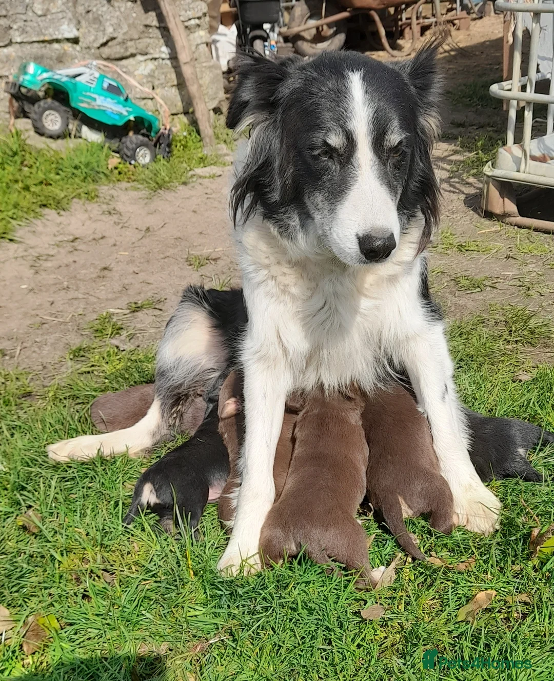 Mixed Breed dogs for sale: Collie × Kelpie pups near Cowbridge  - Advert 1
