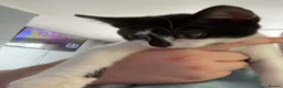 Mixed Breed cats for sale: Male black and white kitten in Scunthorpe - Advert 1