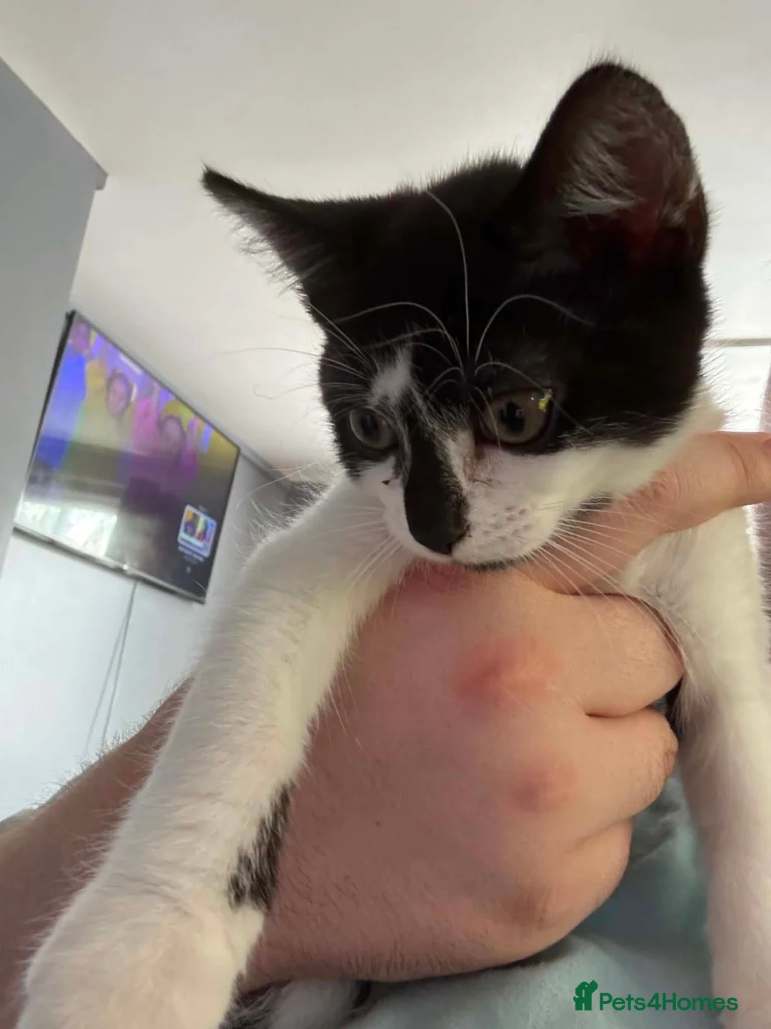 Mixed Breed cats for sale: Male black and white kitten in Scunthorpe - Advert 1