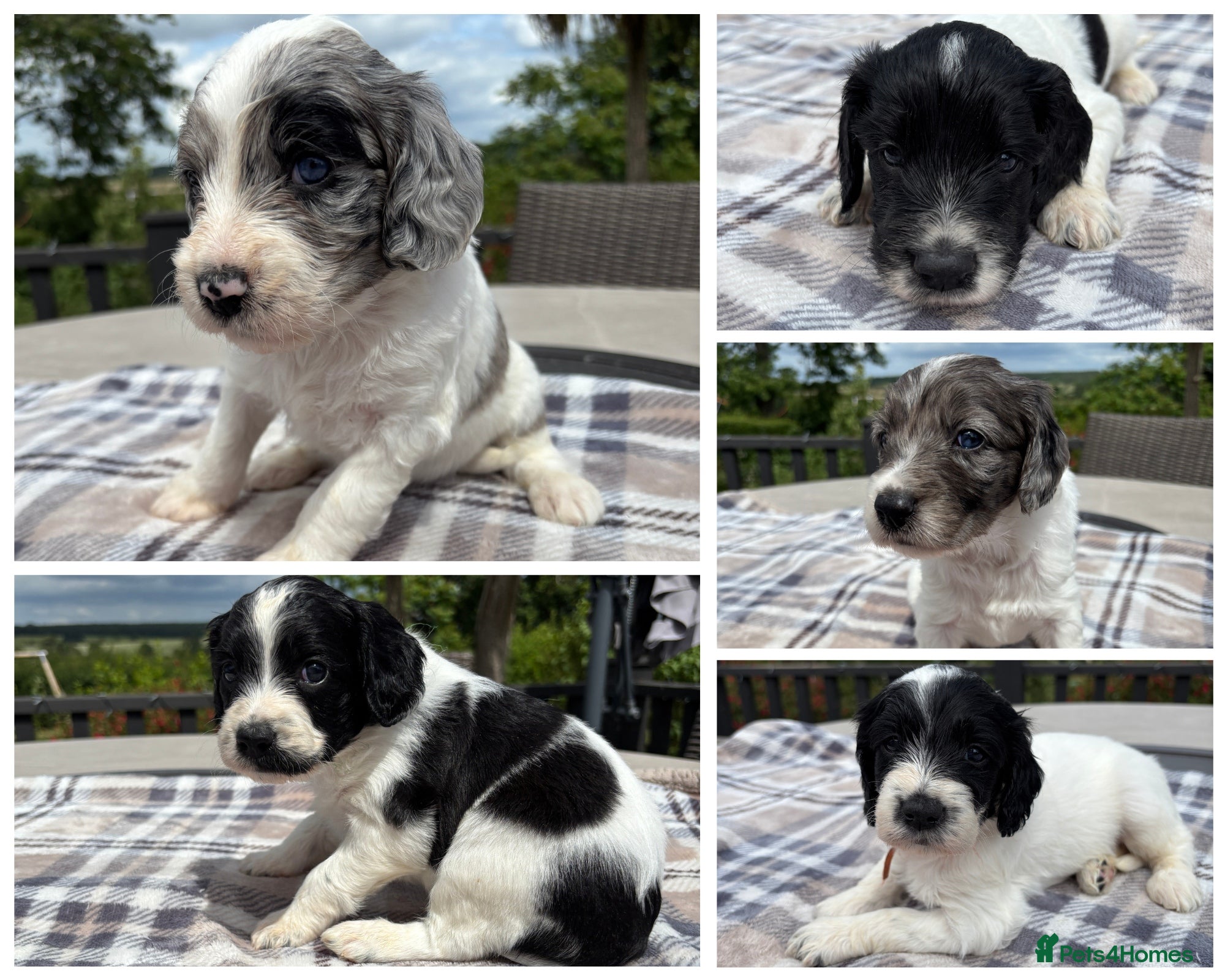 Sproodle dogs ✨ Premium Rare F1 Sproodle Pups – Champion Lines ✨ - Advert 1