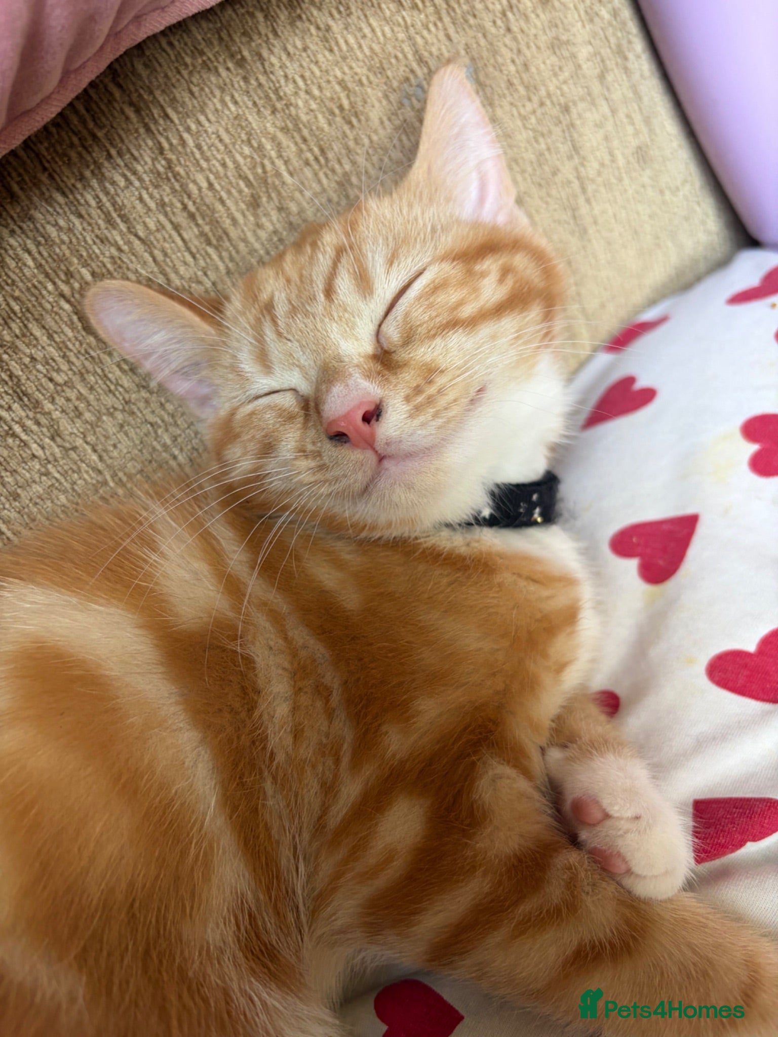 Mixed Breed cats Ginger mainecoon/Shorthair - Advert 17
