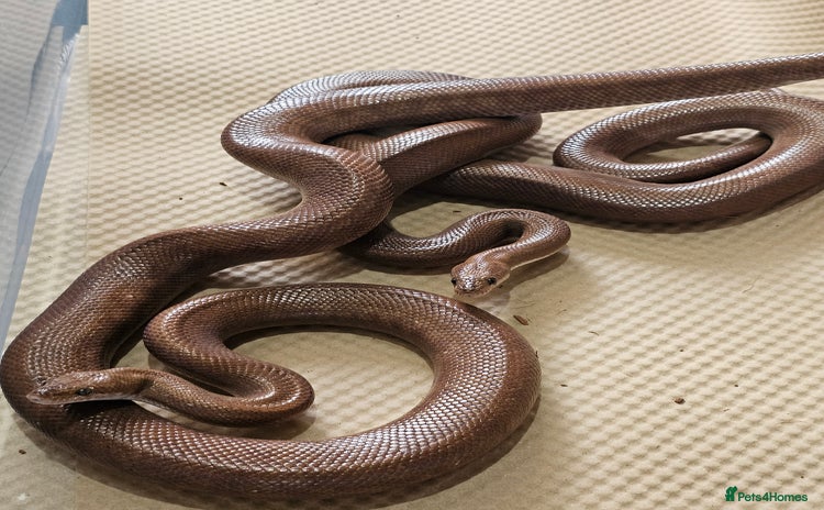 Boa Snake reptiles - Advert 1